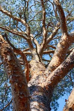 Trunk and branches of a pine tree Stock Photos
