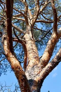 Trunk and branches of a pine tree Stock Photos