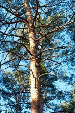 Trunk and branches of a pine tree Stock Photos