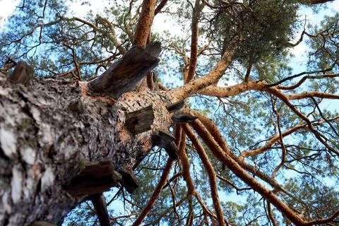 Trunk and branches of a pine tree Stock Photos