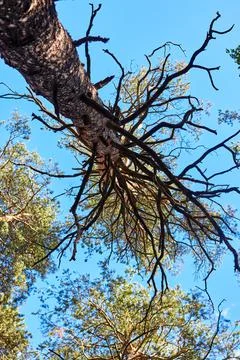 Trunk and branches of a pine tree Stock Photos