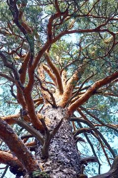 Trunk and branches of a pine tree Stock Photos