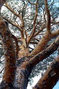 Trunk and branches of a pine tree Stock Photos
