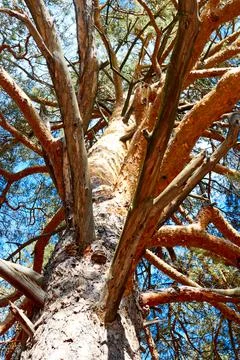 Trunk and branches of a pine tree Stock Photos