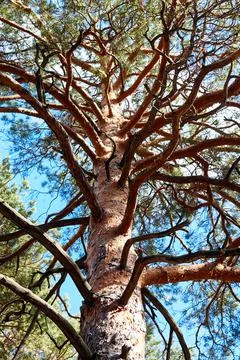 Trunk and branches of a pine tree Stock Photos