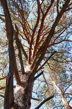 Trunk and branches of a pine tree Stock Photos