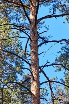 Trunk and branches of a pine tree Stock Photos