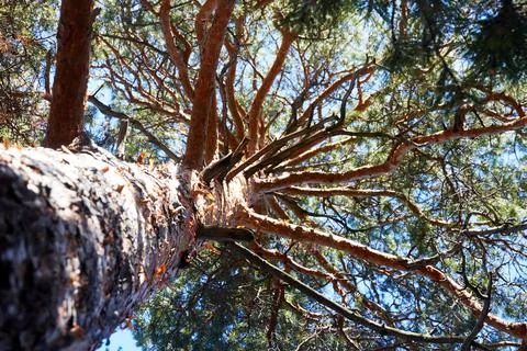 Trunk and branches of a pine tree Stock Photos