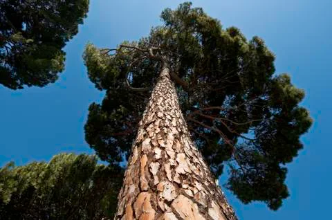 Trunk and branches of Stone Pine (Pinus pinea). Stock Photos