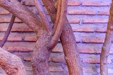 The trunk and branches of the tree are overlapped against the background of t Stock Photos