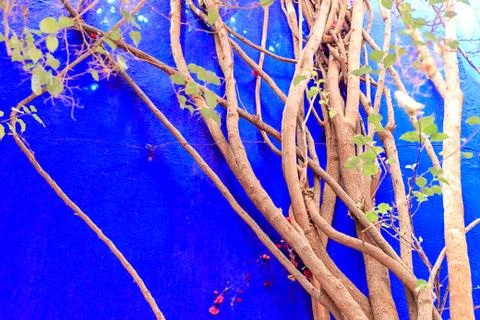 The trunk and branches of the tree are overlapped against the background of t Stock Photos