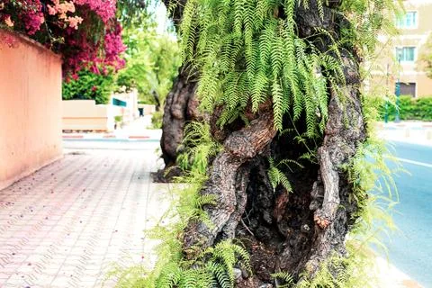 The trunk and branches of the tree are overlapped against the background of t Stock Photos