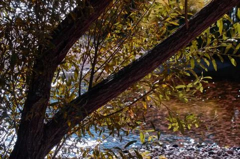 The trunk and branches of a tree on the bank of a river Stock Photos