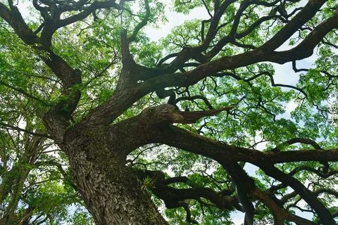 Trunk and branches of a tree with dense green foliage Stock Photos