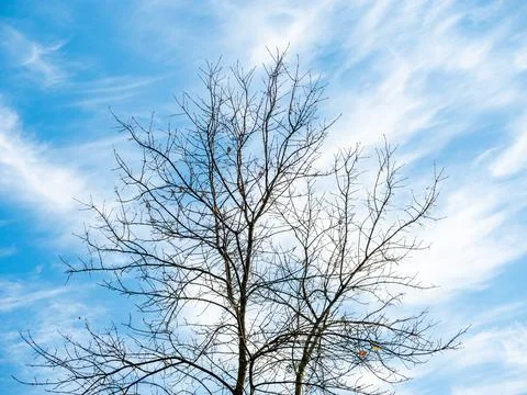 Trunk and branches of a tree without leaves against a blue sky Foto stock