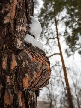 Trunk and crown of a pine tree from a snowy winter forest in Russia Stock Photos