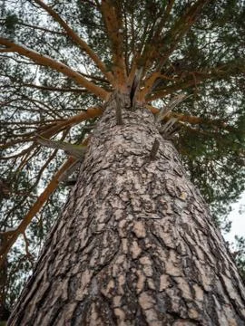 Trunk and crown of a pine tree from a snowy winter forest in Russia Stock Photos