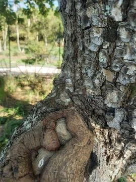 Trunk and its nodes Stock Photos