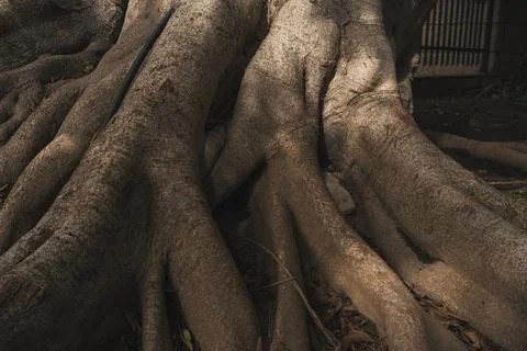 The trunk and large roots of the trees spread out beautifully in the tropics. Stock Photos