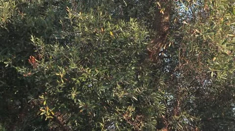 Trunk and leaves of an olive tree Video stock 12054297
