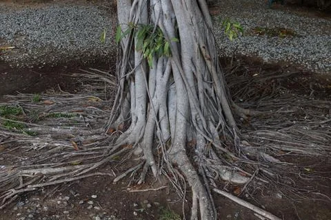 Trunk and root of banyan tree on ground. Stock Photos