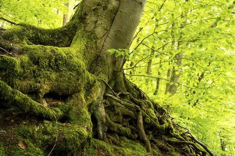 Trunk and root system of a Beech in a mixed forest. Neckargemuend, Kleiner Stock Photos
