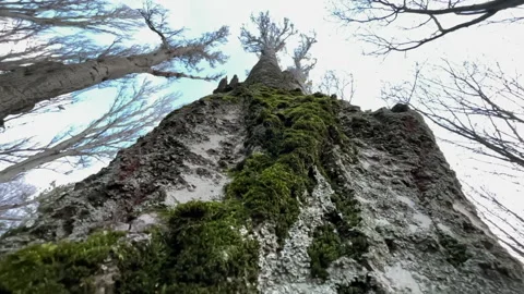 Trunk and roots of a tree in the forest Vidéo 146723250