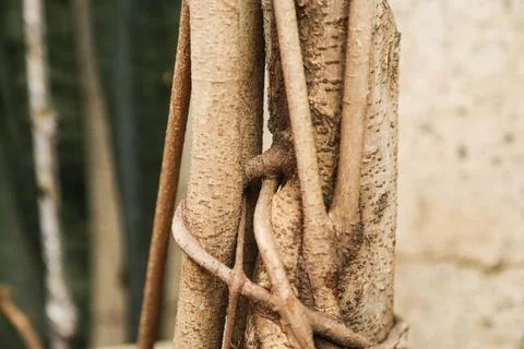 Trunk and roots of tree Stock Photos