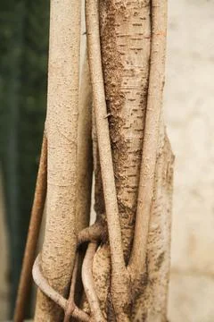 Trunk and roots of tree Stock Photos