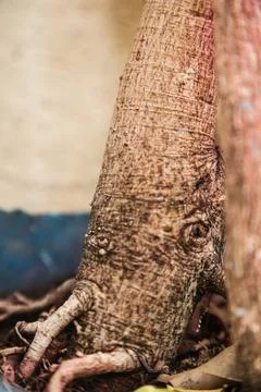 Trunk and roots of tree Stock Photos