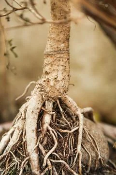 Trunk and roots of tree Stock Photos