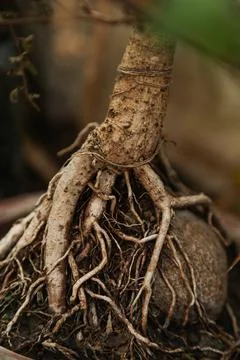 Trunk and roots of tree Stock Photos