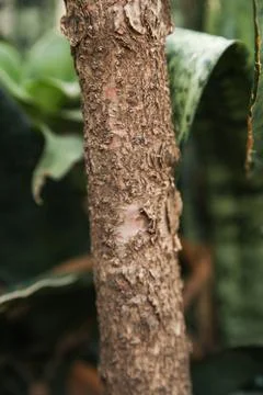 Trunk and roots of tree Stock Photos