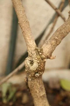 Trunk and roots of tree Stock Photos