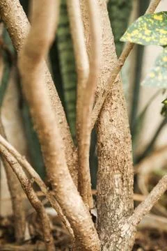 Trunk and roots of tree Stock Photos