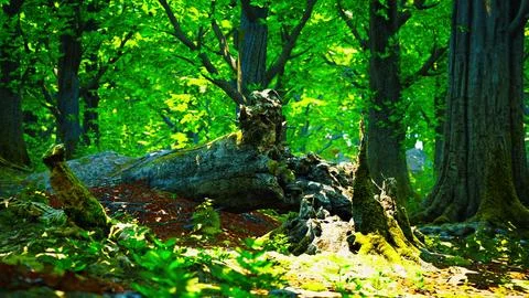 Trunk and stone covered with a green moss 스톡 일러스트