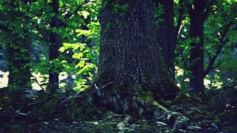 Trunk and stone covered with a green moss 스톡 일러스트
