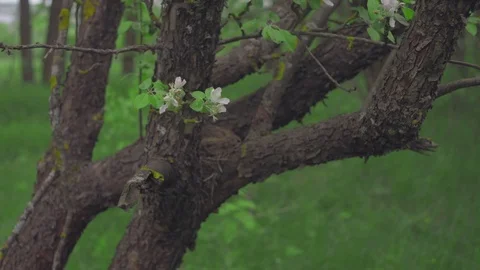 Trunk of an apple tree with blossoming flowers on it against a background of Stock Footage 77997478