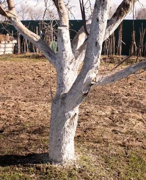 The trunk of an apple tree with lime applied. Protection of fruitful trees in Stock-Fotos