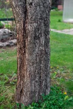 The trunk of the apple tree. Stock Photos