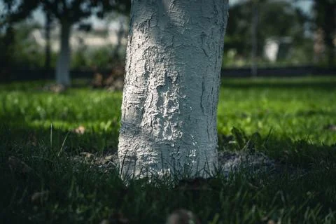 The trunk of the apple tree was painted white. Whitewashing of trees Stock Photos