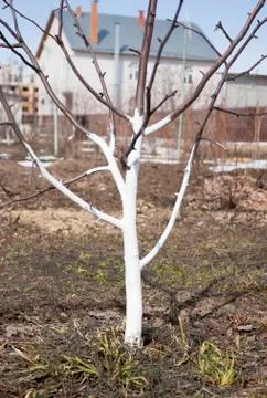 The trunk of apple trees whitewashed Stock Photos