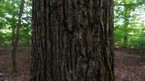 Trunk of an ash tree in the deep forest Stock Photos