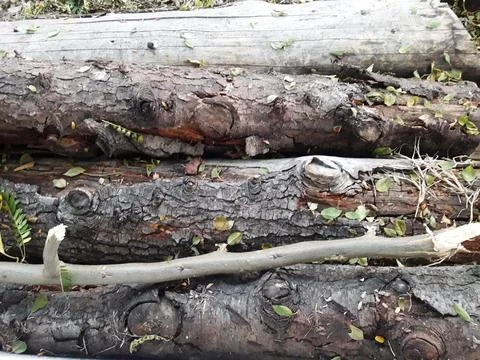 Trunk background Stock Photos