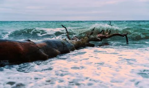 Trunk in the Baltic Sea Stock Photos