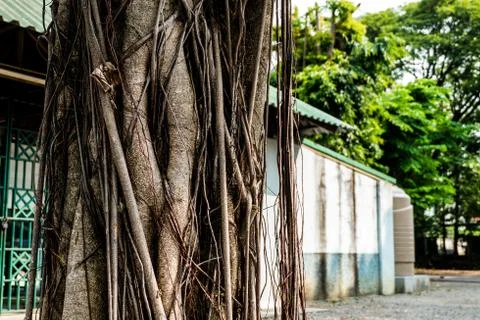 The trunk of the banyan Stock Photos
