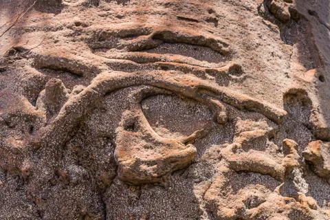 Trunk of the baobab Stock Photos
