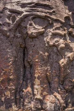 Trunk of the baobab Stock Photos