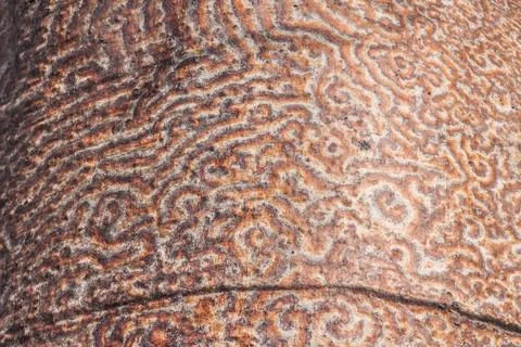 Trunk of the baobab Stock Photos