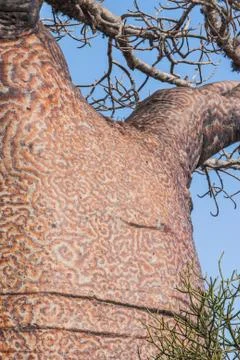 Trunk of the baobab Stock Photos